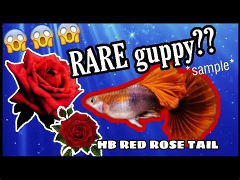 Rare Guppy Hb Red Rose Tail Guppy Have A Very Nice Color Youtube