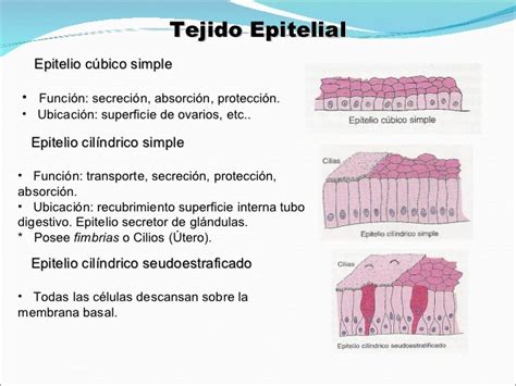 Histologia General Tejido Epitelial