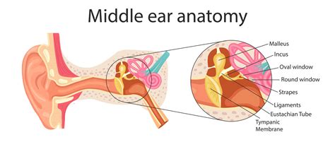 Anatomy Of The Middle Ear Detailed Illustration For Educational Medical Biological And