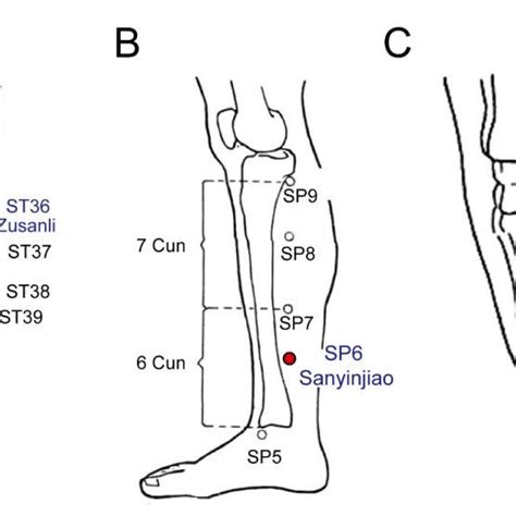 Location Of Acupuncture A Zusanli St36 B Sanyinjiao Sp36 C