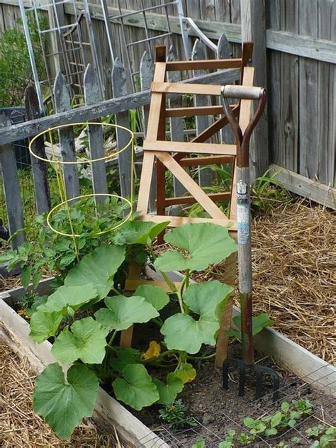 Growing Summer Squash On A Trellis Garden Trellis Garden Structures