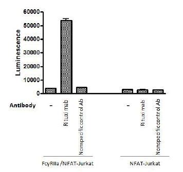 ADCP Bioassay Effector Cell FcγRIIa H variant NFAT Reporter Jurkat