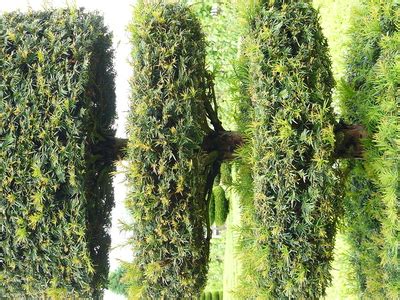 Arborvitae Tree Diseases | eHow UK