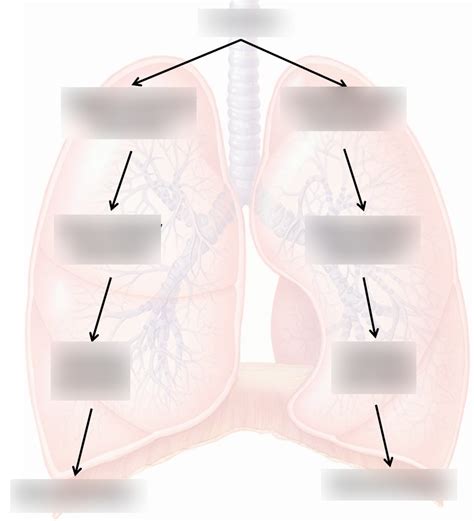 Primary Bronchi Bronchioles Diagram Diagram Quizlet