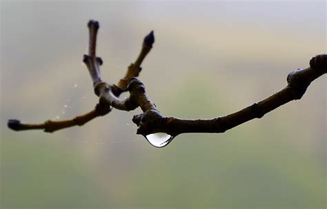 Free Images Water Nature Branch Drop Photography Rain Fall Wet