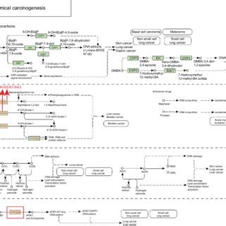 Gene expression levels of CYP3A4 (A), CYP3A5 (B), CYP3A7 (C), and ...