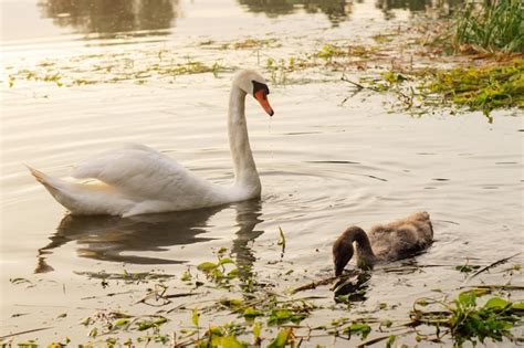 Un Elegante Cisne Blanco Con Pico Naranja Y Cuello Largo Mirando A Un