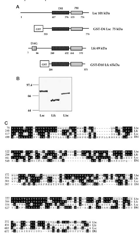 Figure From Lfc And Lsc Oncoproteins Represent Two New Guanine