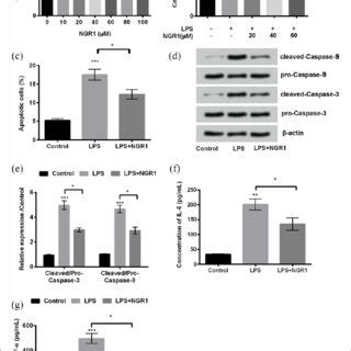 Notoginsenoside R1 NGR1 Alleviated LPS Induced Cell Injury In HaCaT