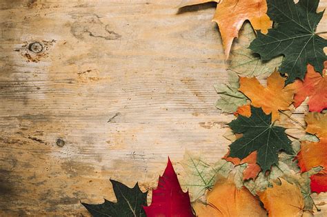 HD wallpaper: autumn, leaves, background, tree, colorful, wood, maple | Wallpaper Flare