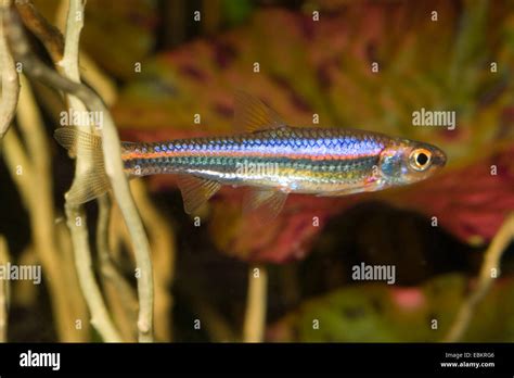 Notropis Chrosomus Shiner Arco Iris Natación Fotografía De Stock Alamy