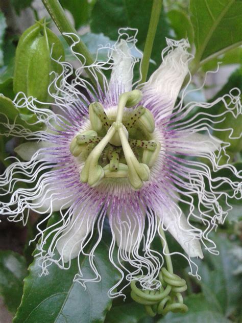 Flor De Pasiflora Pasiflora Foto