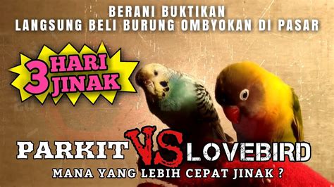 Tips Dan Cara Mudah Menjinakan Burung Lovebird Parkit Sekaligus YouTube