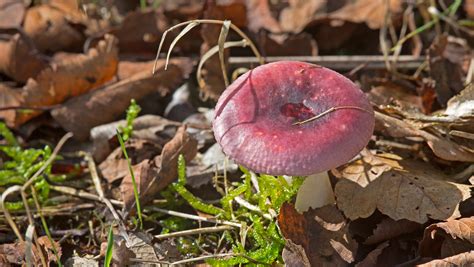 Wenature Database Paddenstoelen Russula S