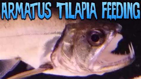 Armatus Payara Eating Tilapia YouTube