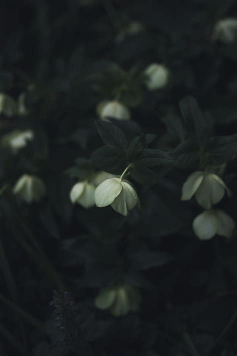 Holly Berries Photo By Annie Spratt Anniespratt On Unsplash Flower