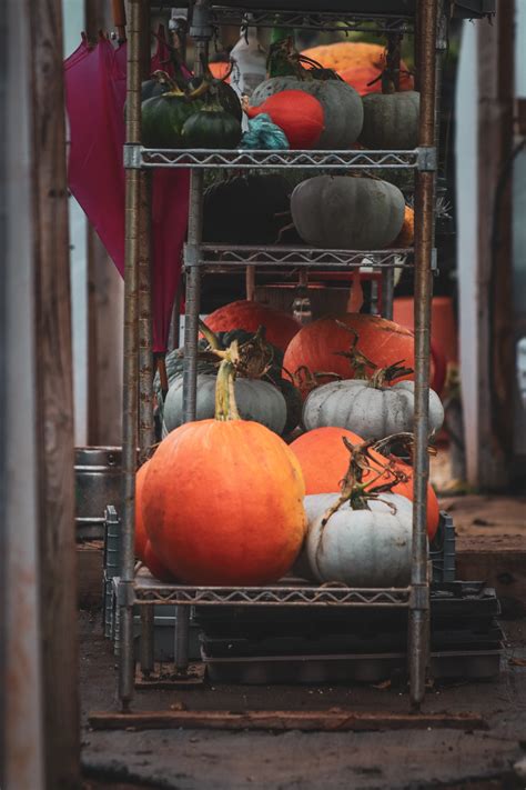 Photo of Field Full of Pumpkins · Free Stock Photo