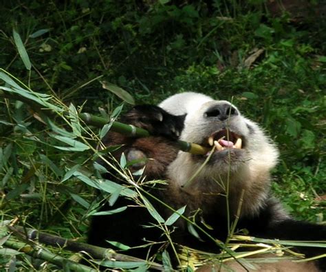 Panda Gallery Pandas International