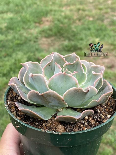 45 Echeveria Ruffles Hybrid Frilly Succulent Vivre Etsy