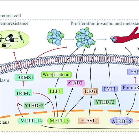 The Pathophysiological Roles And Molecular Mechanism Of M 6 A