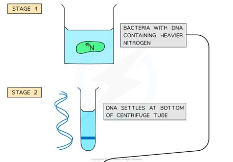 Ib Dp Biology Sl Skills Dna Replication