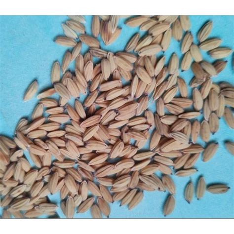 Dried Brown Jai Sri Ram Paddy Seeds For Agriculture Packaging Type