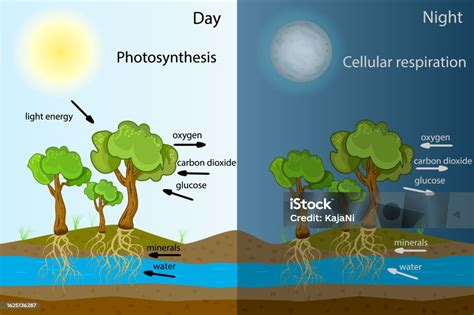 Diagram Fotosintesis Proses Tanaman Menghasilkan Oksigen Proses Fotosintesis Berlabel Ilustrasi