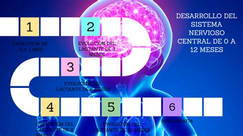 Evoluci N Del Sistema Nervioso Central Desde El Nacimiento Hasta Los
