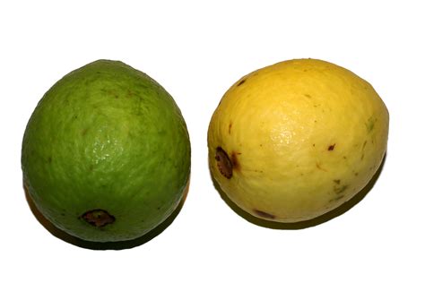 Filepsidium Guajava Fruit Wikimedia Commons