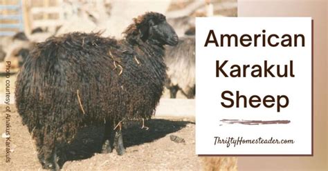 American Karakul Sheep: A Unique Heritage Breed