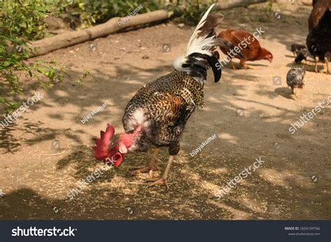 Naked Neck Rooster Chicken Feeding Paddy Stock Photo 1604109766 Shutterstock