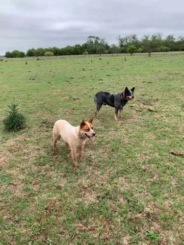 Cachorro De Pastor Ganadero Australiano En Venta En Brandsen Buenos