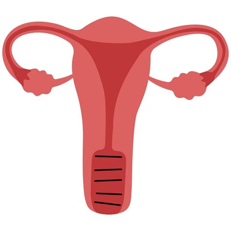 Premium Vector Female Reproductive System On A White Background