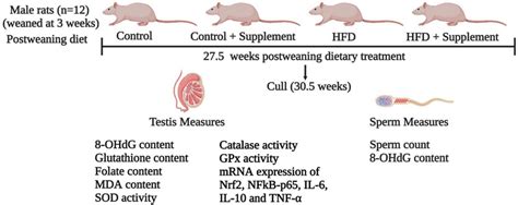 Experimental Design And Timeline Male Sprague Dawley Rats Were Fed