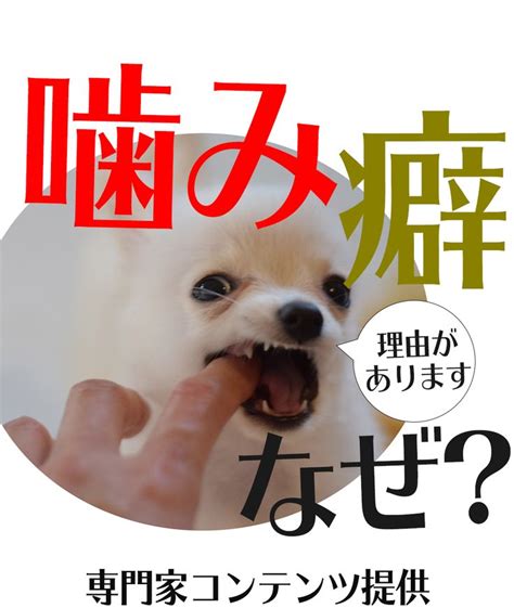 犬の噛み癖と主な理由と対策