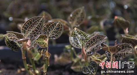 广西昭平县林下种植药材“金线莲” 满山开遍致富“黄金叶” 中新网广西新闻