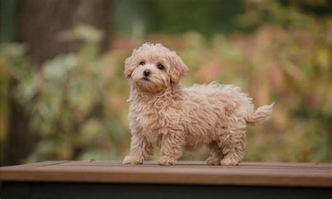 Full Grown Toy Maltipoo