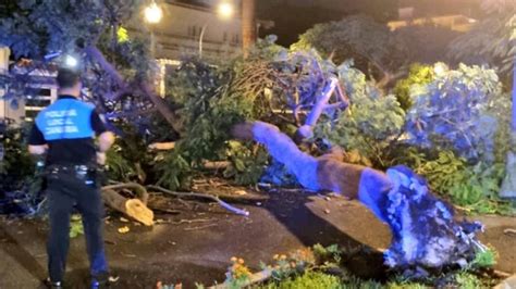 VIDEO ÁRBOL SANTA CRUZ Cae un árbol de gran tamaño en las Ramblas de