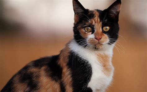 HD Wallpaper Black Orange And White Cat Spotted Color Mammal