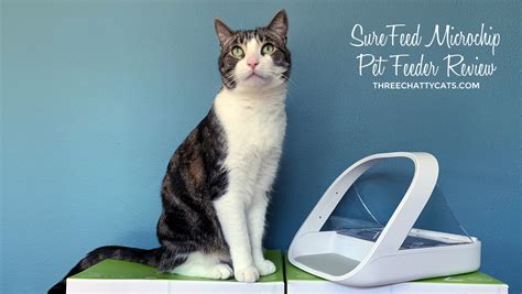 Surefeed Microchip Pet Feeder Review Three Chatty Cats