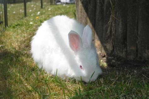 Lindo Conejo Blanco Esponjoso Sentado En Un Campo Imagen De Archivo