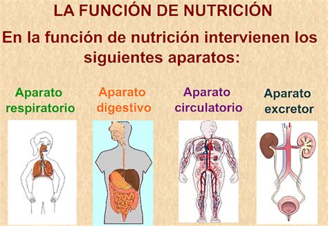 LOS APARATOS QUE INTERVIENEN EN LAS FUNCIONES DE NUTRICIÓN Quizizz