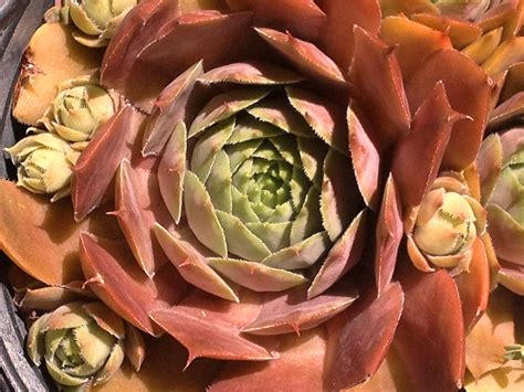 Amazing Succulents Succulents Vegetables Artichoke