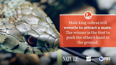 King Cobra Fact Sheet Blog Nature Pbs