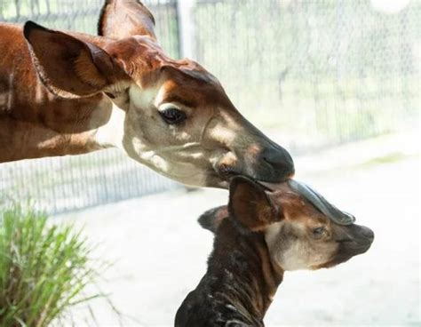 Un Rare Veau Okapi Est Né Au Disneys Animal Kingdom Lodge Disneyphile