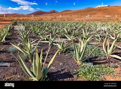 Aloe Vera Plant Aloe Vera Plantation Fuerteventura Canary Islands