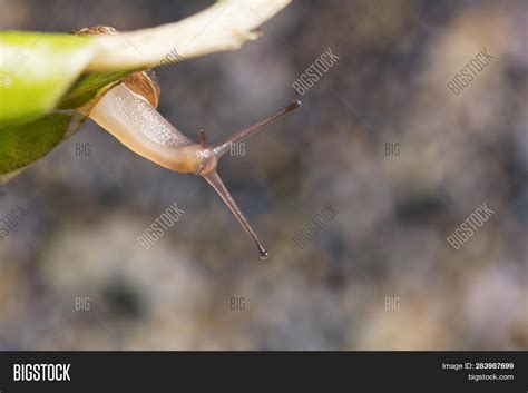 Garden Snail Shell Image & Photo (Free Trial) | Bigstock