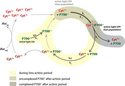 Schematic Of Proposed Kinetic Model For Photosystem I Reduction Via Download Scientific Diagram