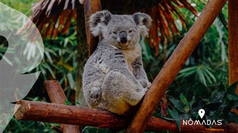 Resaltar Desalentar Guardia cuanto pesa el koala Nervio Días laborables