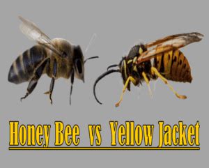 Honey Bee Vs Yellow Jacket - Beekeeping 101